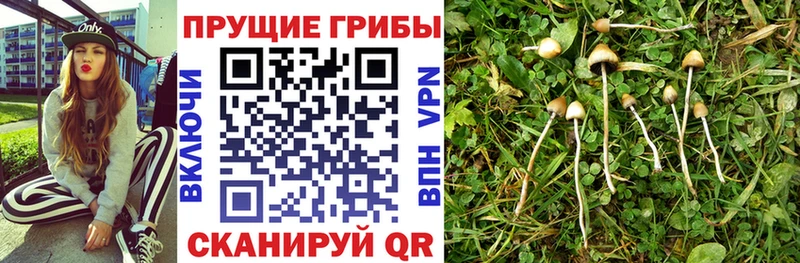 Псилоцибиновые грибы Cubensis  KRAKEN tor  Зеленокумск  цена  